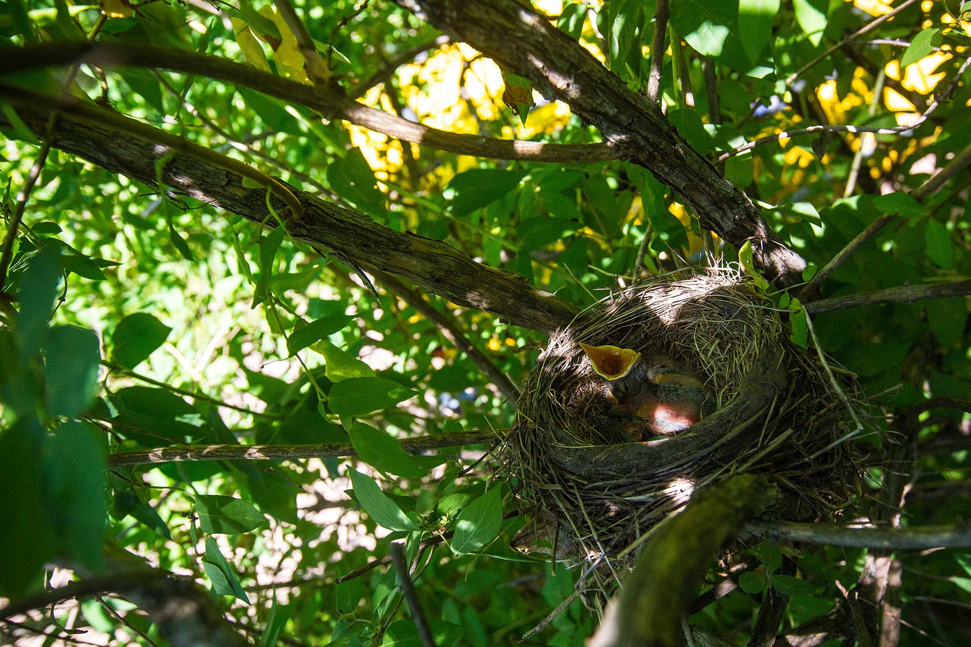 Robin's Nest, Avon, CT